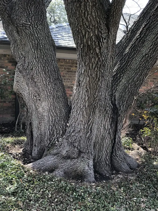 Mature heritage tree close to a Jonas Ridge property cared for by certified arborists